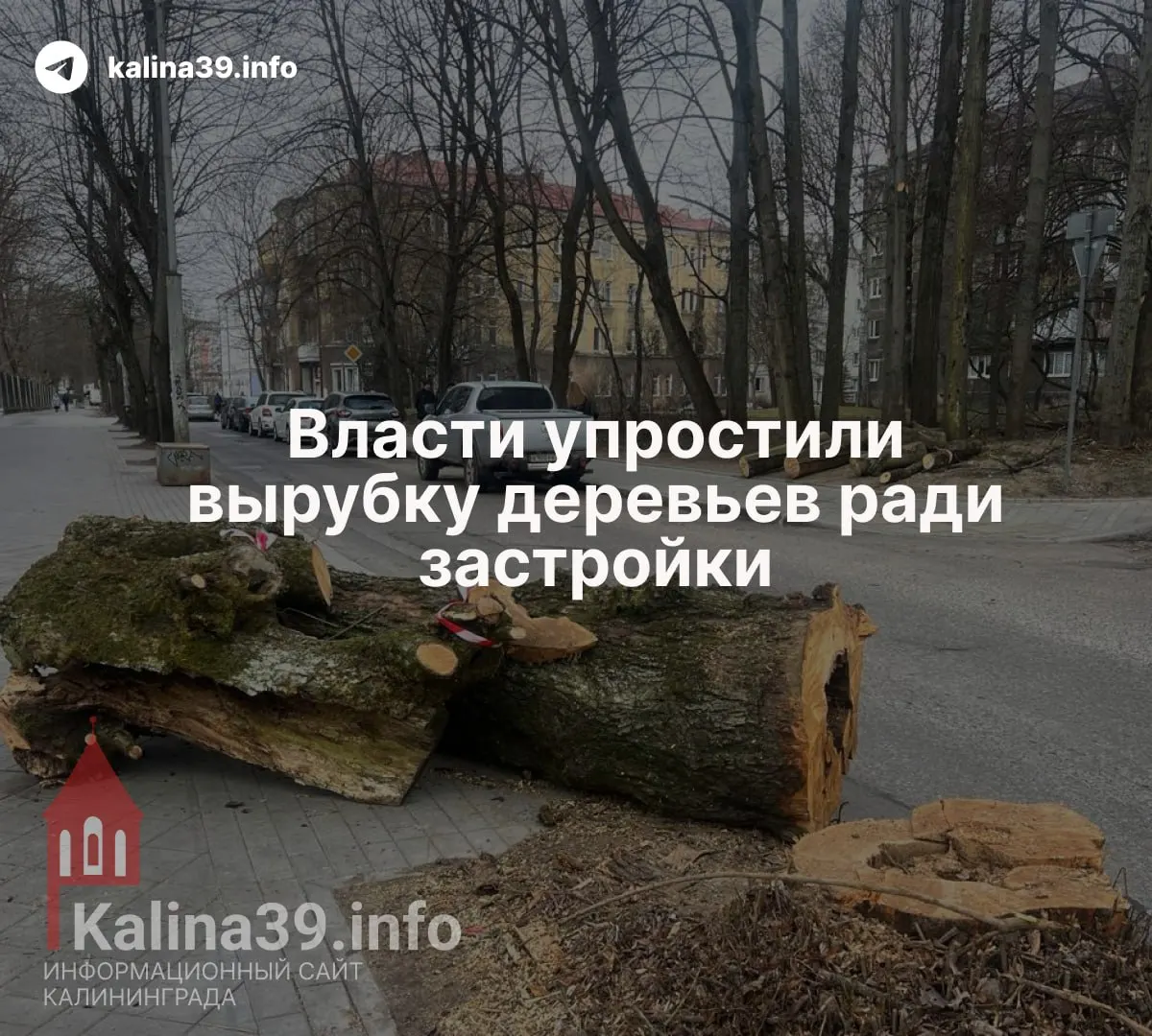 Поправки к закону об охране зеленых насаждений разрешают переносить компенсационное озеленение в любую точку муниципалитета и расширяют основания для вырубки деревьев.