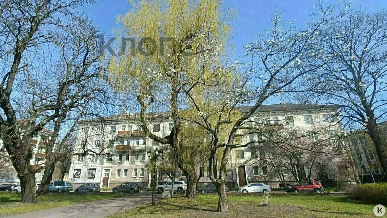 Крупную магнолию у драмтеатра в Калининграде обрезали до 2,8–3 м по всей окружности кроны без согласования с администрацией. Правоохранительные органы будут искать виновных.