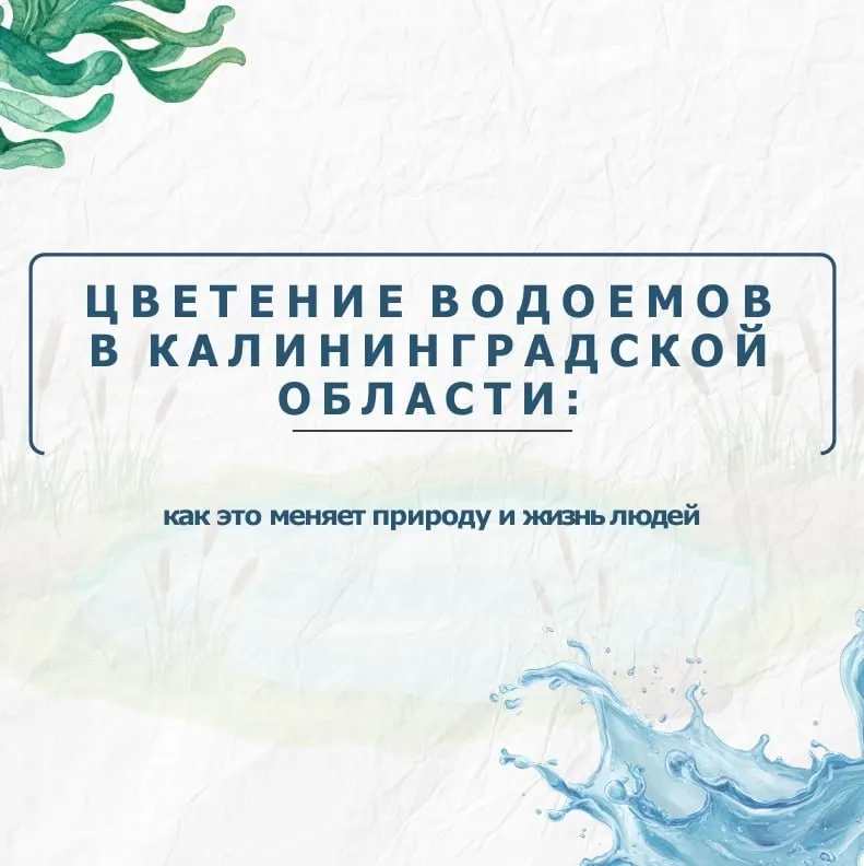 За восемь лет площадь цветения в водоёмах региона выросла на 52%. Это провоцирует гибель рыбы и появление токсинов — проблему можно частично снизить простыми мерами.