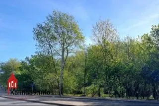 Власти согласовали рубку 149 деревьев вдоль Гагаринского ручья для строительства торговой точки. Владелец участка получил порубочный билет, власти обещают частичную компенсацию посадками на другой улице.