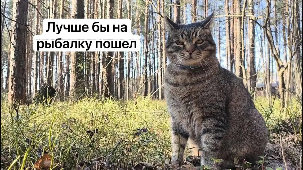 На некоторые виды краснокнижных грибов введут обязательный пропуск через портал «Госуслуги»: заявление будут рассматривать 15 дней, за незаконный сбор предусмотрена уголовная ответственность.