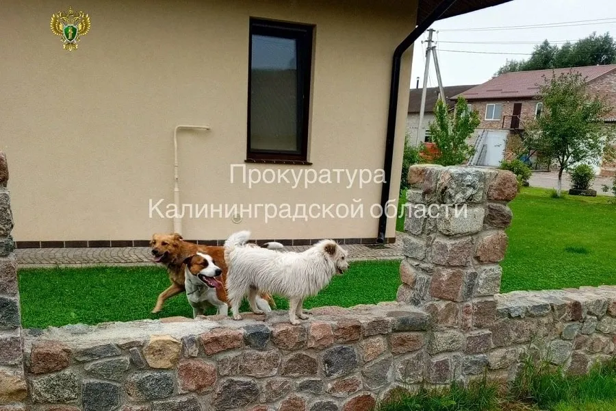 В мае 2025 года на улице Чайковского в Немане три собаки напали на пенсионерку. Суд по иску прокурора взыскал с владельцев солидарно 30 тыс. рублей в пользу пострадавшей.