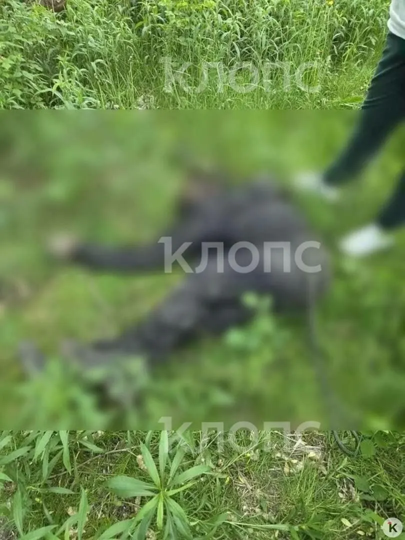 В заброшенной постройке на улице Пархоменко нашли останки мужчины. Эксперты определили давность смерти, личность погибшего пока не установлена. По факту открытия начата проверка.
