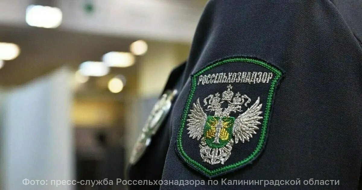Россельхознадзор отозвал декларацию у калининградского предприятия после выявления использования заменителя молочного жира при наполнении творожных сырков со сгущёнкой.
