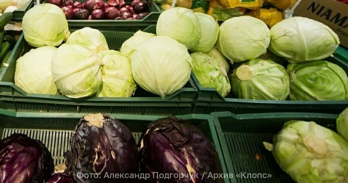 На таможне в Багратионовске в партии сербской капусты обнаружили западного цветочного трипса — груз отправили на обеззараживание.