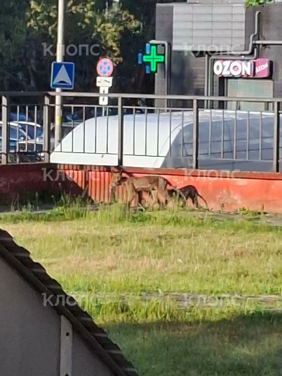 Жители жилого комплекса на Батальной сообщили о лисе в измождённом состоянии, которая обосновалась во дворе и не уходит. Люди просят привлечь ветеринаров и службы помощи животным.