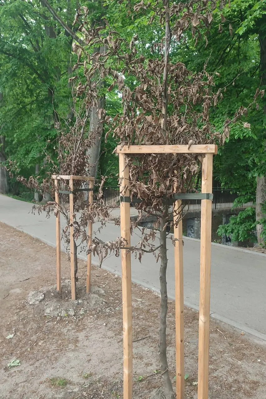 Больше половины новых посадок в Калининграде не выживает: на примере парка на улице Яналова видно, как ежегодные аллеи превращаются в сухие палки из‑за недостатка ухода.