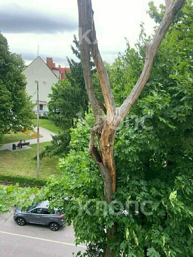 Жильцы дома на улице Коммунальной жаловались, что кора засохшего дерева нависла над тротуаром. После бездействия коммунальщиков один из жителей с помощью телескопической удочки удалил опасные куски.