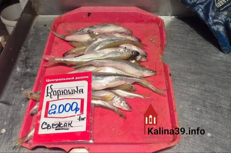 Рыба, яйца, молочная продукция и консервы местного производства в регионе зачастую стоят не меньше, а по отдельным позициям дороже столичных — при том, что средние зарплаты в области ниже, чем в крупных городах.