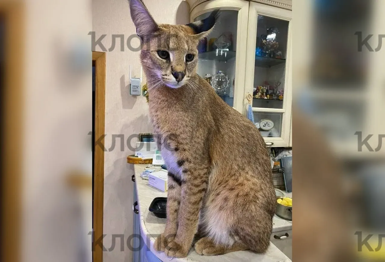 Кот Ричи пропал 6 июня: он самостоятельно открыл пластиковое окно на третьем этаже и спрыгнул на балкон. Владельцы просят не трогать животное и звонить по номеру, если увидите его.
