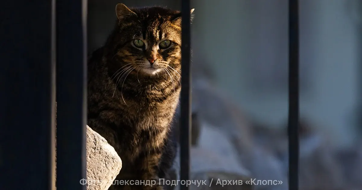 В Калининграде действует Центр для безнадзорных животных: контакты для заявки на отлов, что указать в обращении и где отправить фото.
