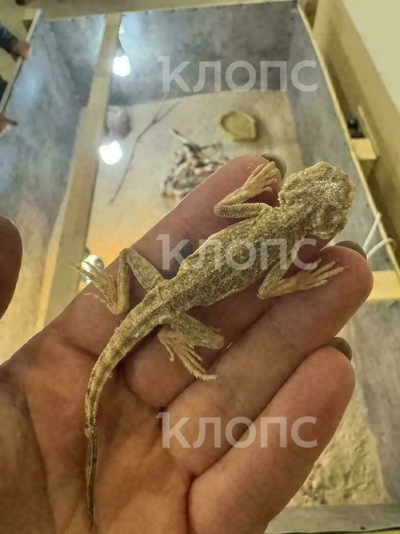 Приют в Калининграде принял свыше 50 ушастых круглоголовок, которых содержали в неподходящих условиях. Центр уже потратил сбережения и просит помощи на содержание, ветеринарную помощь и оплату аренды.