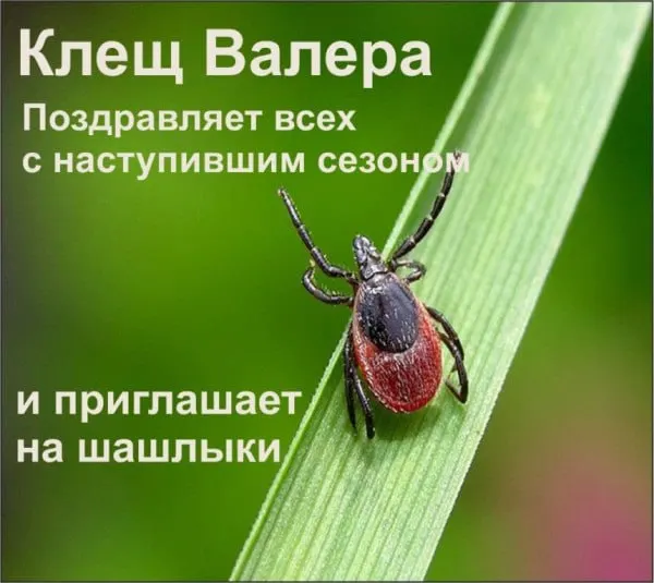 Республика признана неблагополучной по клещевому энцефалиту: в 2025 году заболеваемость выросла в 2,1 раза — 22 случая, из них семь у детей; за медицинской помощью после укусов клещей обратились 4 265 человек.