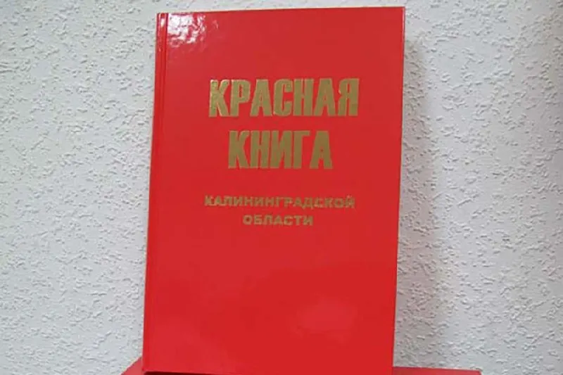 В регионе создана комиссия по редким и исчезающим видам: на первом заседании обсудили предварительные списки растений, грибов и лишайников и приняли первые экспертные решения.