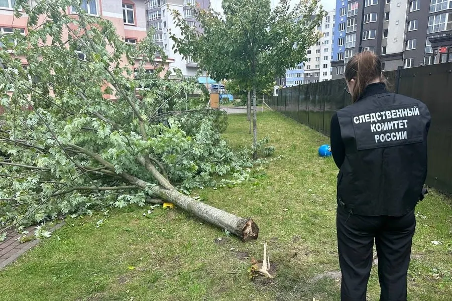 В Калининграде завершено расследование уголовного дела: ведущий инженер и заведующая детсада обвиняются после того, как клен упал на шестилетнего воспитанника. Ребёнку причинён вред здоровой средней тяжести, материалы дела переданы в суд.