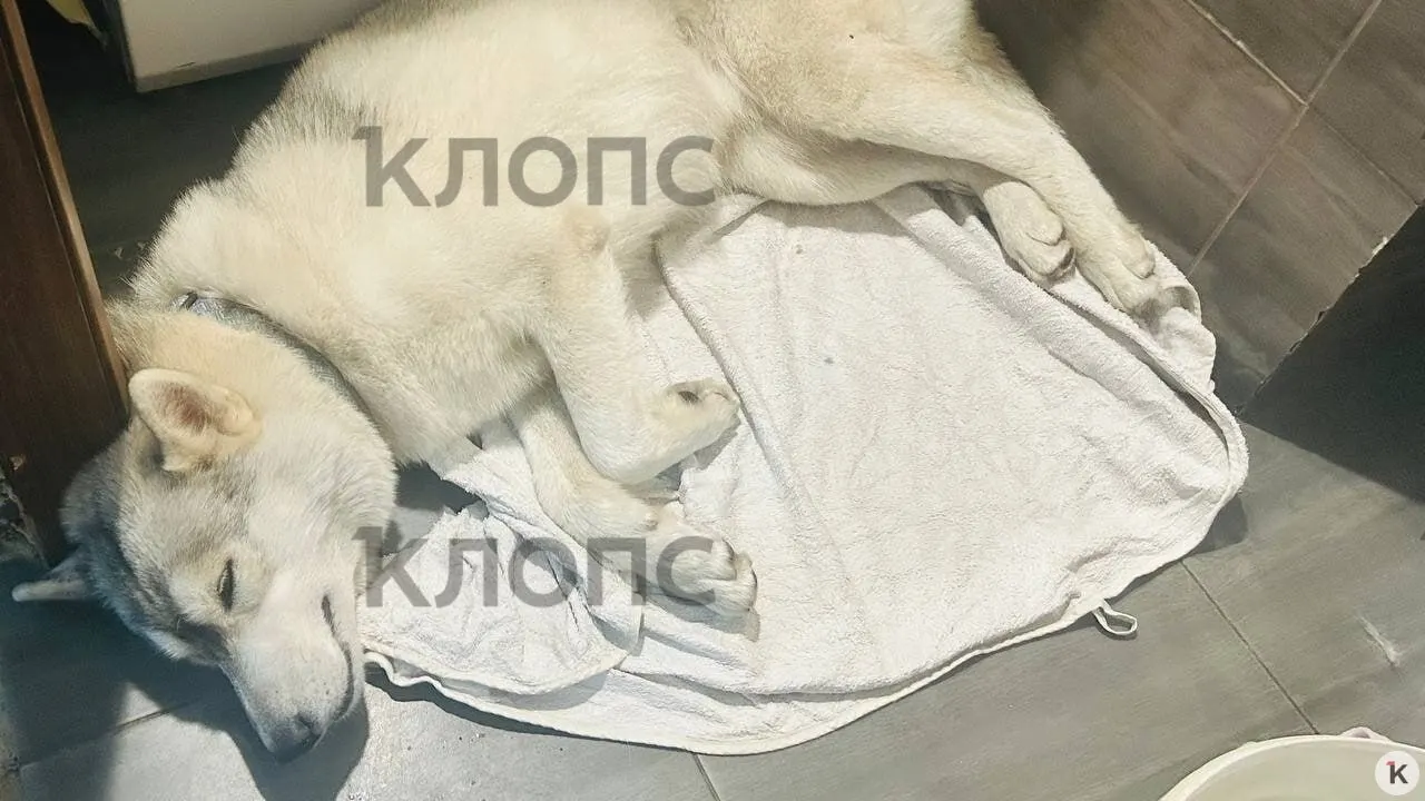 На прогулке в Зеленоградске с хаски по кличке Ника укусил след: её похитили, а на следующий день вернули в зоомагазин — в тяжёлом состоянии. Хозяйка обратилась в полицию и просит помощи в поиске злоумышленника.