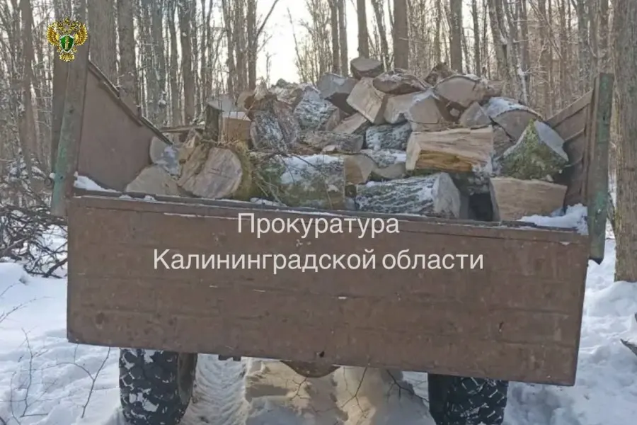 Прокуратура Правдинского района передала в суд уголовное дело против 36‑летнего мужчины, который в феврале 2026 года без разрешения срубил дуб и граб в Железнодорожном лесничестве. Ущерб оценён в 717 тыс. рублей, противоправные действия пресекли сотрудники управления охотничьего и лесного хозяйства области.