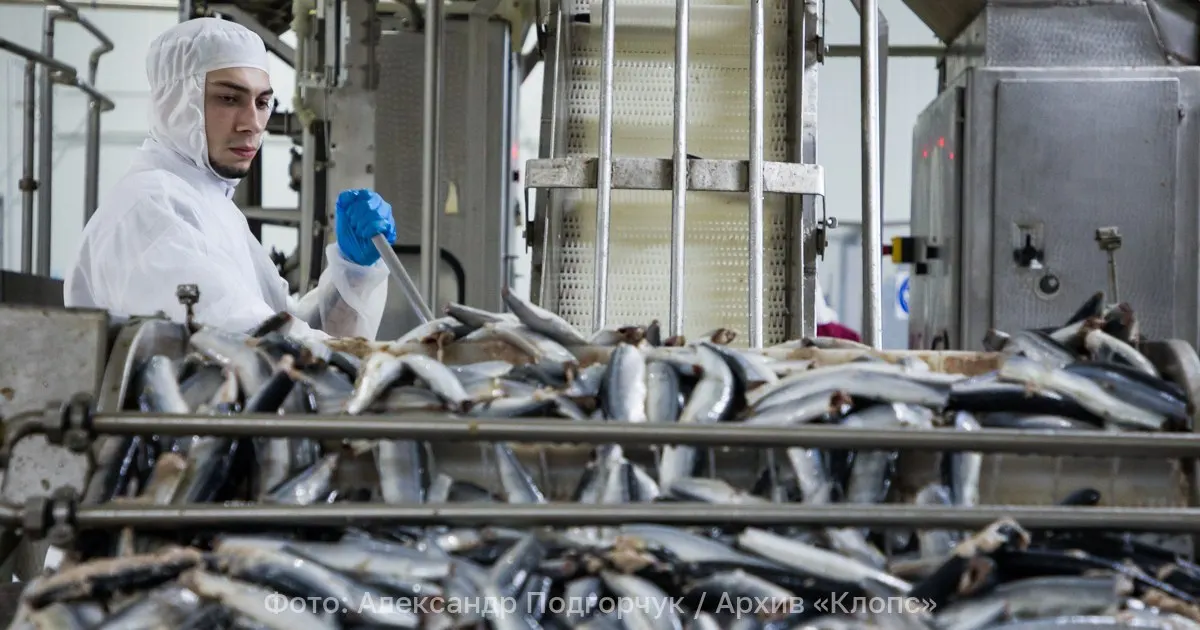 Калининградская фирма экспортировала три партии готовой рыбы и морепродуктов в Грузию. Перед отправкой 16 тонн продукции проверили специалисты, лабораторные испытания подтвердили соответствие ветеринарным требованиям.