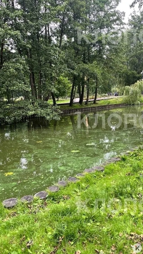 Туристы и местные пожаловались, что вода в пруду Тортила зацвела и начала плохо пахнуть. Администрация курорта пообещала проверить причины и направить сотрудников отдела благоустройства.