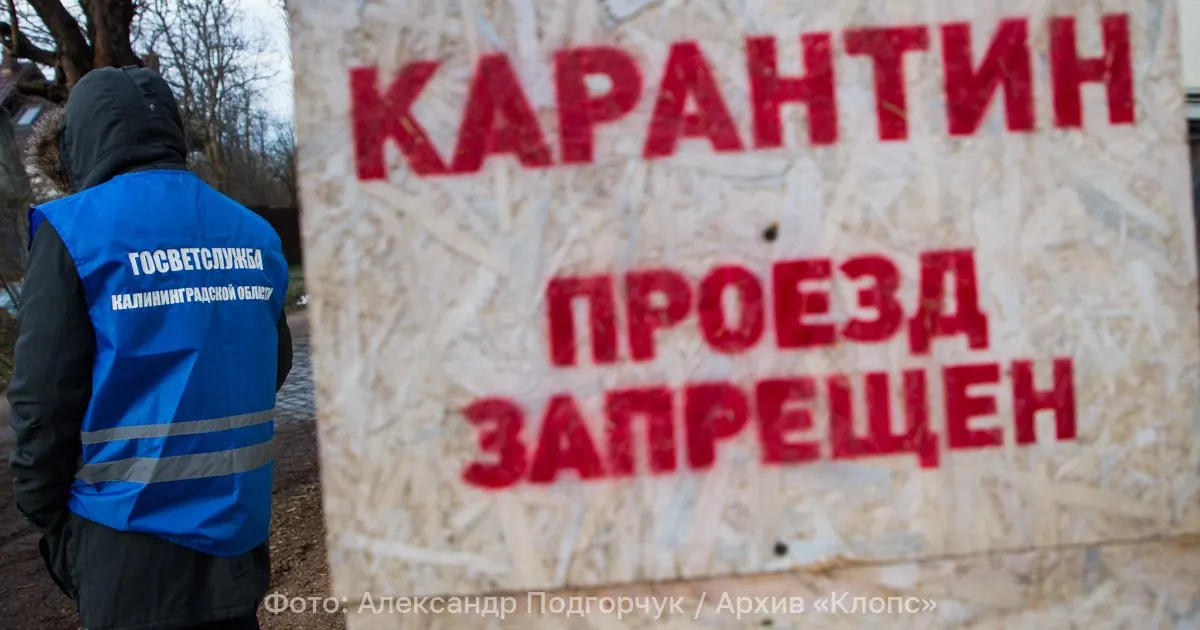 В окрестностях посёлка Лесное (Полесский район, Калининградская область) отменили карантин по антракнозу земляники, который в течение трёх лет ограничивал использование 47 га плантаций. Лабораторные исследования не выявили карантинного возбудителя.