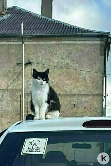 Кота нашли с кровью на морде — ветеринары диагностировали перелом нижней челюсти. Семья и приют просят помощи на операцию и реабилитацию (примерно 30 тысяч рублей).