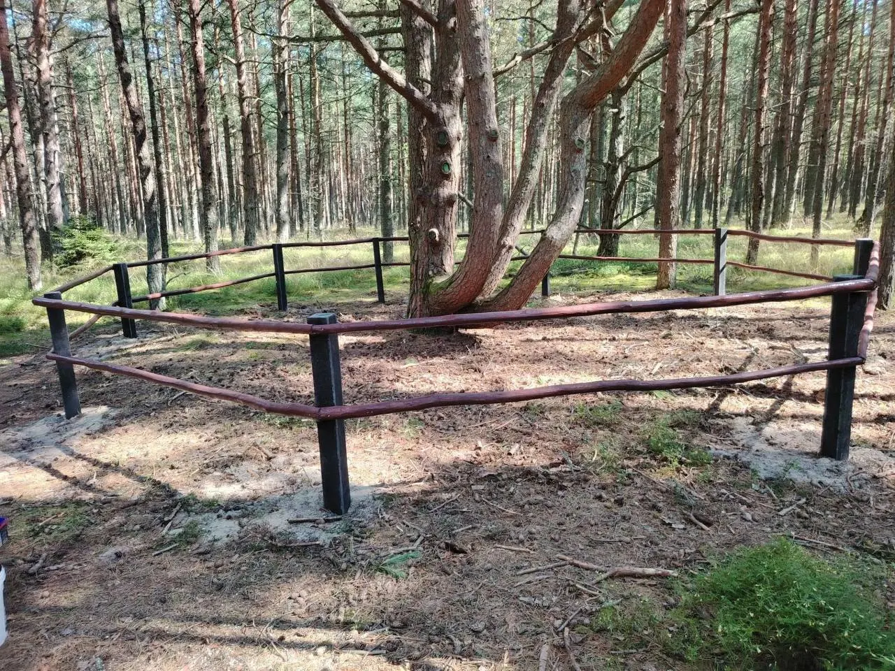 На экологической тропе «Танцующий лес» в национальном парке Куршская коса поставили новое ограждение вокруг уникального многоствольного дерева — чтобы сохранить его и обезопасить посетителей.