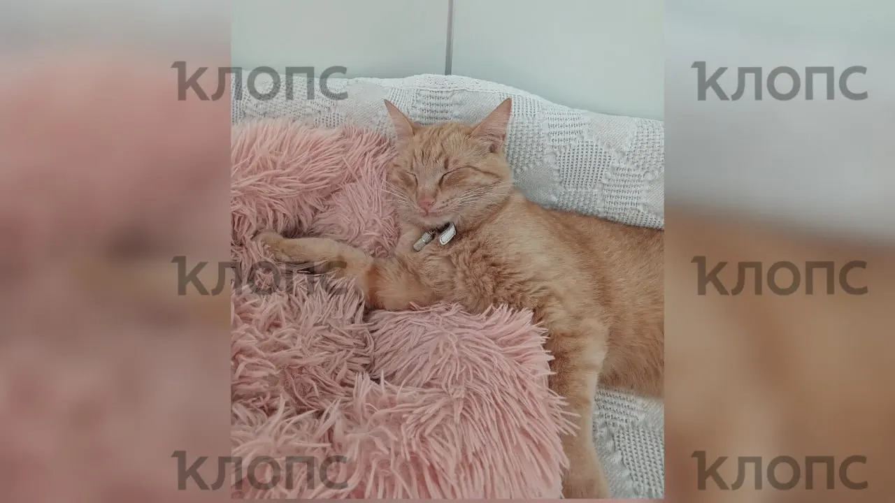 Рыжий кот, проживавший в кемпинге, исчез. На ошейнике была капсула с телефоном, но сейчас никто не звонит. Помогите найти пропавшего питомца.