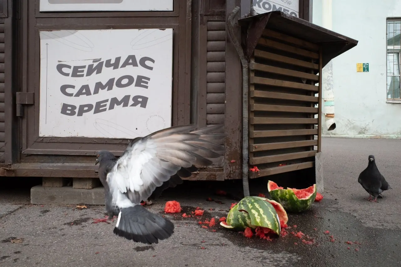 Сводка событий в Петербурге и по регионам: штрафы за антивоенную позицию, судебные разбирательства по выборам и памятные богослужения в День памяти жертв Большого террора, а также новые экологические инициативы.