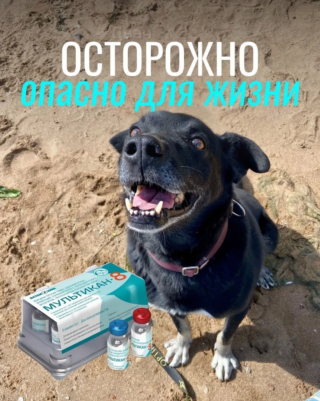 Собаковладельцы сообщают о тяжёлых реакциях у животных после прививок: судороги, рвота, диарея и отёки; часть собак погибла. Партия вакцины отозвана для проверки, пока подтверждений причины гибели нет.