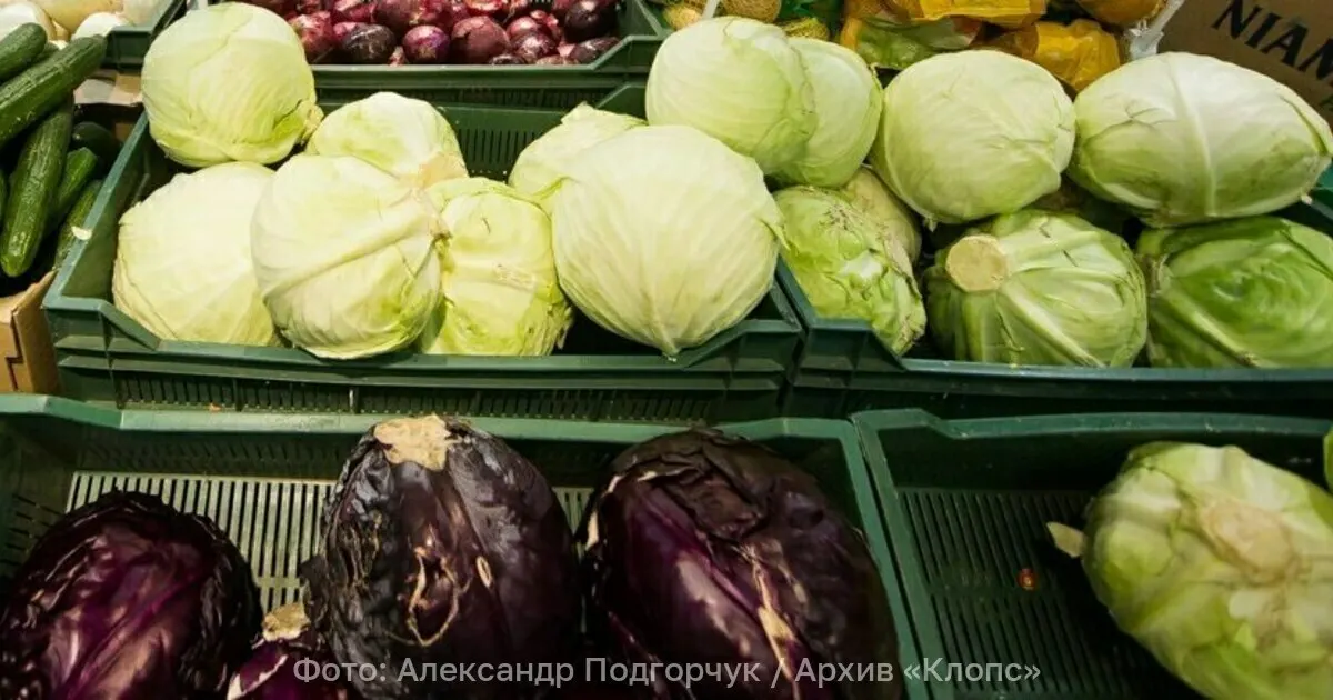 В Калининградскую область поступила партия белокочанной капусты из Сербии, в которой обнаружен вредитель западный цветочный трипс; партия обеззаразлена.