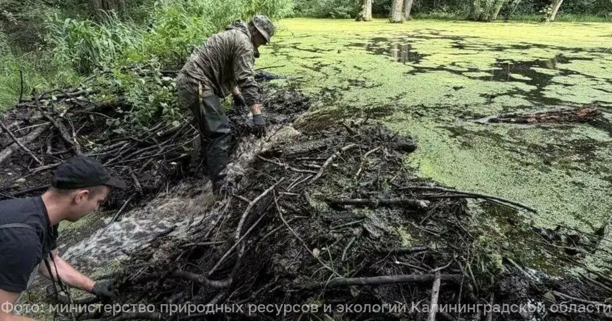 На реках Калининградской области за два дня разобраны 43 плотины, построенные бобрами; участие приняли 100 человек.