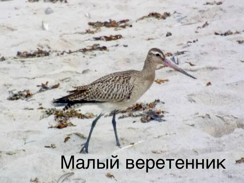 На побережье Куршской косы зафиксирован редкий мигрант — малый веретенник; птица родом из арктических просторов и, судя по маршруту, направляется к берегам Средиземноморья, а возможно и дальше — к Африке.
