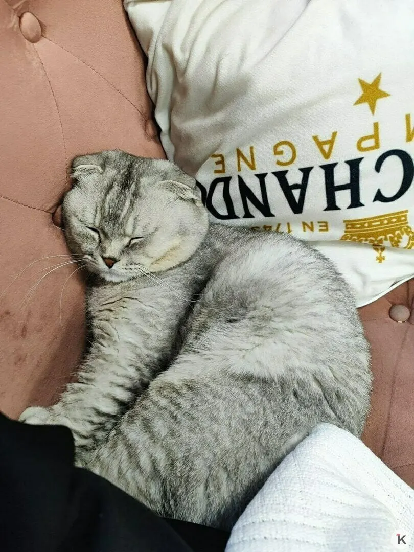 В торговой точке на улице Гагарина уже неделю обитает кот по кличке Марсик. Сотрудники магазина нашли в нём нового талисмана и дружелюбного сотрудника.