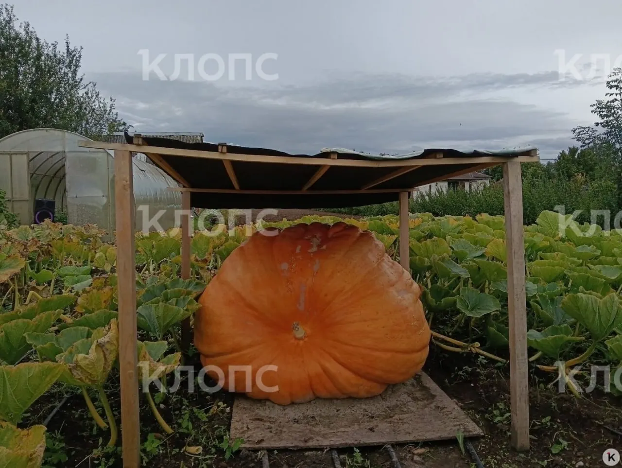 Житель Калининградской области вырастил гигантскую тыкву весом 387&nbsp;кг&nbsp;и&nbsp;попал в&nbsp;национальный чемпионат урожая