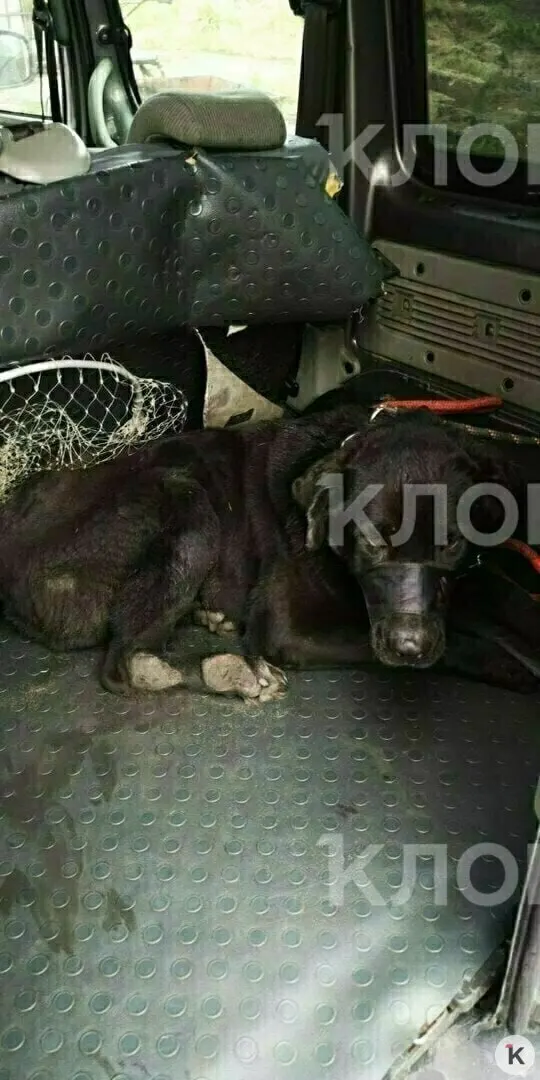 Хозяин погиб на СВО; пес получил тяжёлые травмы и ампутацию; сейчас он на платной передержке и нуждается в помощи на реабилитацию и уход.
