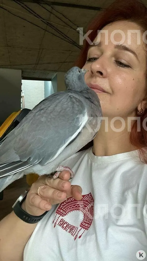 История спасения птенца вяхиря и его возвращения в дом калининградской хозяйки после приключений с полётом.