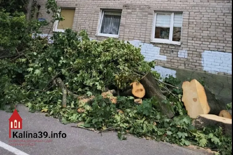Жители дома на улице Горького, д. 30–36, обратились в областное правительство после вырубки клёна, который защищал двор от жары, пыли и шума.