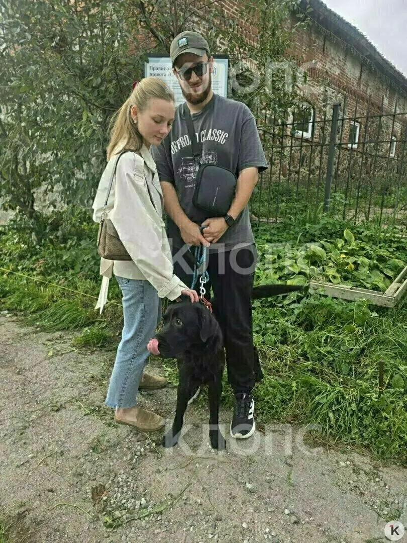 После месяца в приюте лабрадор по кличке Царь нашёл любящих хозяев и переехал в новый дом.
