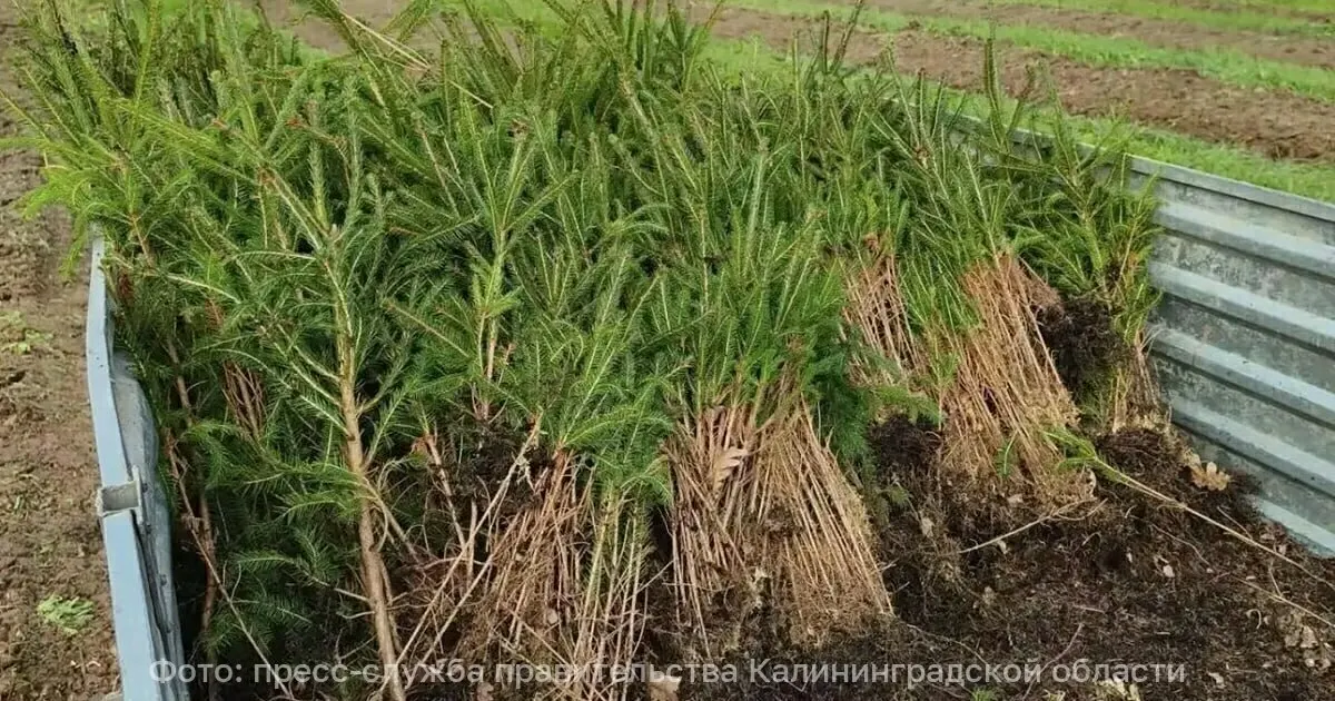45&nbsp;тысяч сеянцев ели&nbsp;высажено в&nbsp;Калининградской области