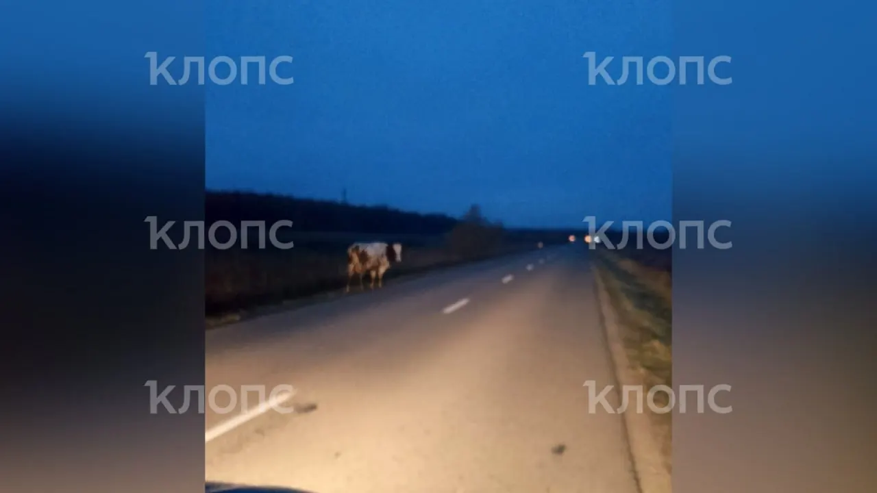 Вечером 28 октября на участке дороги между Козловкой и Партизанским корова выскочила на проезжую часть; водитель сумел уйти от лобового столкновения с фурой.