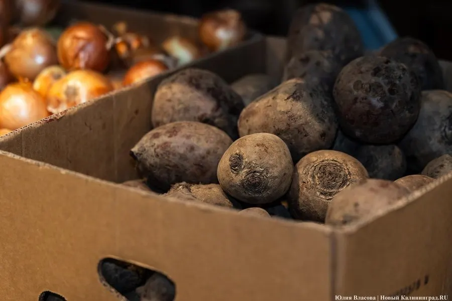 Калининградская область вошла в топ-10 экспорта сельскохозяйственной продукции. Доля экспорта в дружественные страны достигла 72%, поставки идут более чем в 40 стран, ключевые импортеры — Китай, Беларусь и Алжир.
