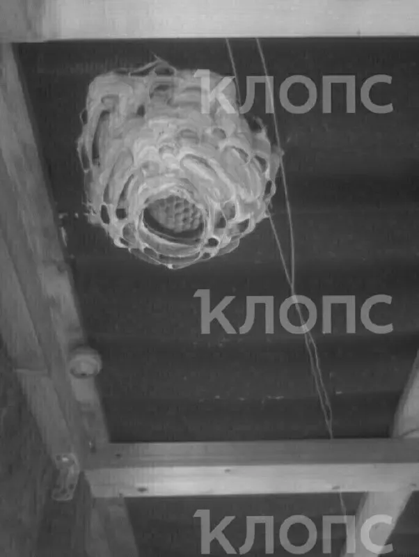 Жители поселка Вершинино нашли под крышей дачи гигантское гнездо шершней. Биологи объяснили, что это обычное жилище Vespa crabro L. и рассказали, как безопасно поступать.