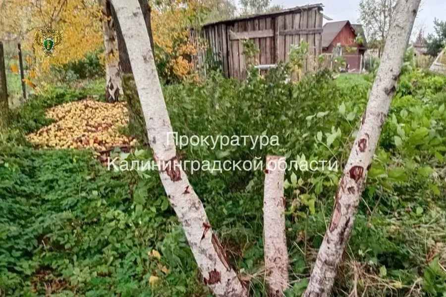 Суд взыскал с родителей двух подростков 44,8 тыс. рублей за уничтожение трёх берёз на берегу реки Лава.