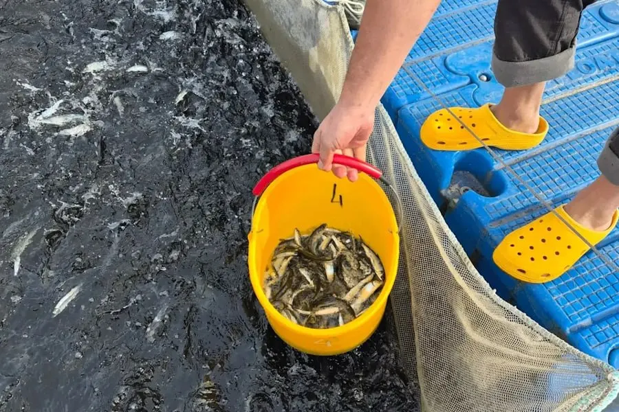Акция по искусственному воспроизводству водных биоресурсов прошла в прибрежной зоне поселка Каширское Гурьевского округа.