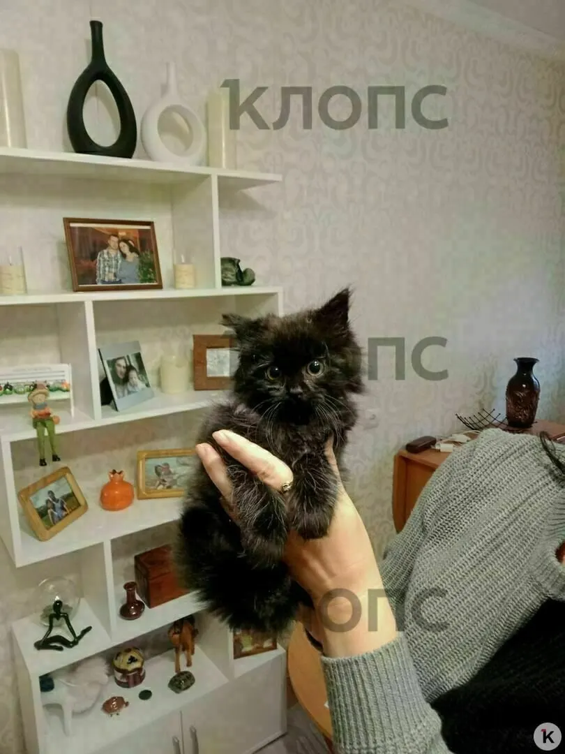 После спасения котёнка полицией и волонтёрами ему нашли новый дом в Калининградской области.